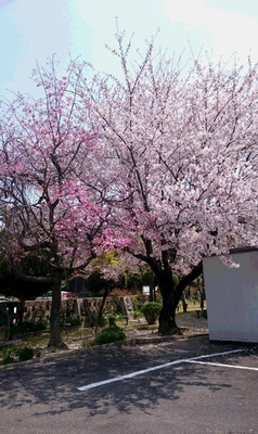 20190407教会の桜.jpg